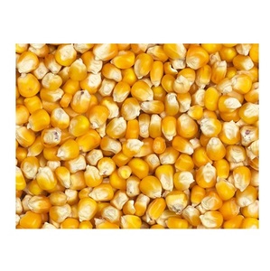 ข้าวโพดเหลือง - ข้าวโพดหวานเหลืองไทยขายส่งสำหรับอาหารสัตว์ - Product Image 2