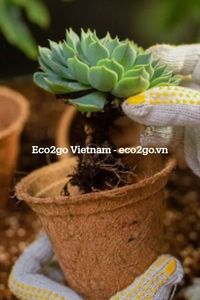 Pots en fibre de coco pour la germination des graines et la plantation directe, contenants en fibres naturelles pour pépinière et jardinage Eco2go Vietnam - Product Image 5