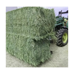 Heno de Alfalfa Seco al Sol en Pacas para Caballos y Producción Lechera con Heno de Alfalfa Limpio y Rico en Contenido Nutritivo - Product Image 1
