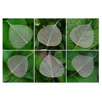 AQUA VRIKSHA Feuilles de Bodhi naturelles de qualité supérieure, artisanat décoratif, respectueux de l'environnement, biodégradable |   11-15 cm | Lot de 20
