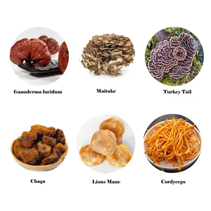 OEM 100% Puro y Natural (Hericium Erinaceus) Polvo de Hongo Medicinal Premium para la Salud Cerebral, la Concentración y la Memoria - Product Image 6