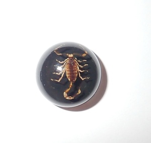 Escorpión Dorado, Espécimen Real, Cabujón de Plástico Redondo de 19x19 mm, Base Plana Negra para Manualidades y Joyería - Product Image 5