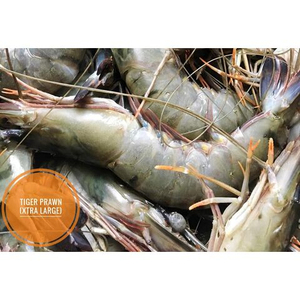 กุ้งแช่แข็งขายส่งยอดนิยม HLSO คุณภาพพรีเมียม จัดส่งจำนวนมาก เกรดอาหาร พร้อมส่งออก - Product Image 5