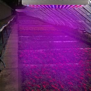 Lampe de culture LED à spectre complet 225 LED, suspension intérieure pour serres, succulentes, semis et légumes - Fréquence AC - Product Image 5