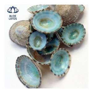 Concha de Limpet de Primera Calidad, Adecuada para Protección de la Piel y Uso Personal, Superficie Pulida Suave para un Contacto Delicado - Product Image 6