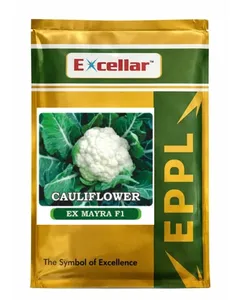 เมล็ดกะหล่ำดอกเกรดพรีเมียมสำหรับการเกษตร - ให้ผลผลิตสูง ทนโรค คุณภาพส่งออก - Product Image 3