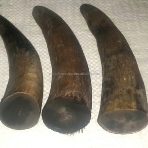Puntas de cuerno de Búfalo Blanco Natural de la mejor calidad de Azaming DE LA India Estilo animal pulido para exportación Cuerno natural - Product Image 6