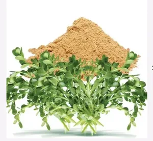 Extracto Seco de Brahmi (Bacopa Monnieri) de Grado Alimenticio, Cultivo Silvestre, 20% 40% Bacosides, Potente, Color Marrón Claro - Product Image 2