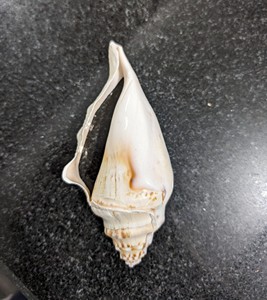 เปลือกหอยทะเลธรรมชาติเวียดนาม – ผู้จัดจำหน่ายขายส่ง เปลือกหอยตกแต่งจำนวนมากสำหรับงานฝีมือ - Product Image 4