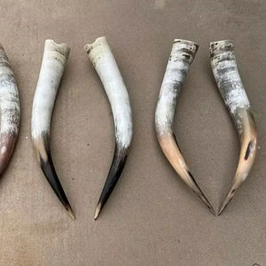 งานตกแต่งผนังรูปเขาสัตว์ขัดเงาแบบลองฮอร์น คู่หนึ่ง ดีไซน์อาร์ตเดโค ขนาดใหญ่ 27 ถึง 35 นิ้ว สำหรับงานแต่งงาน วันเกิด วันครบรอบ - Product Image 1