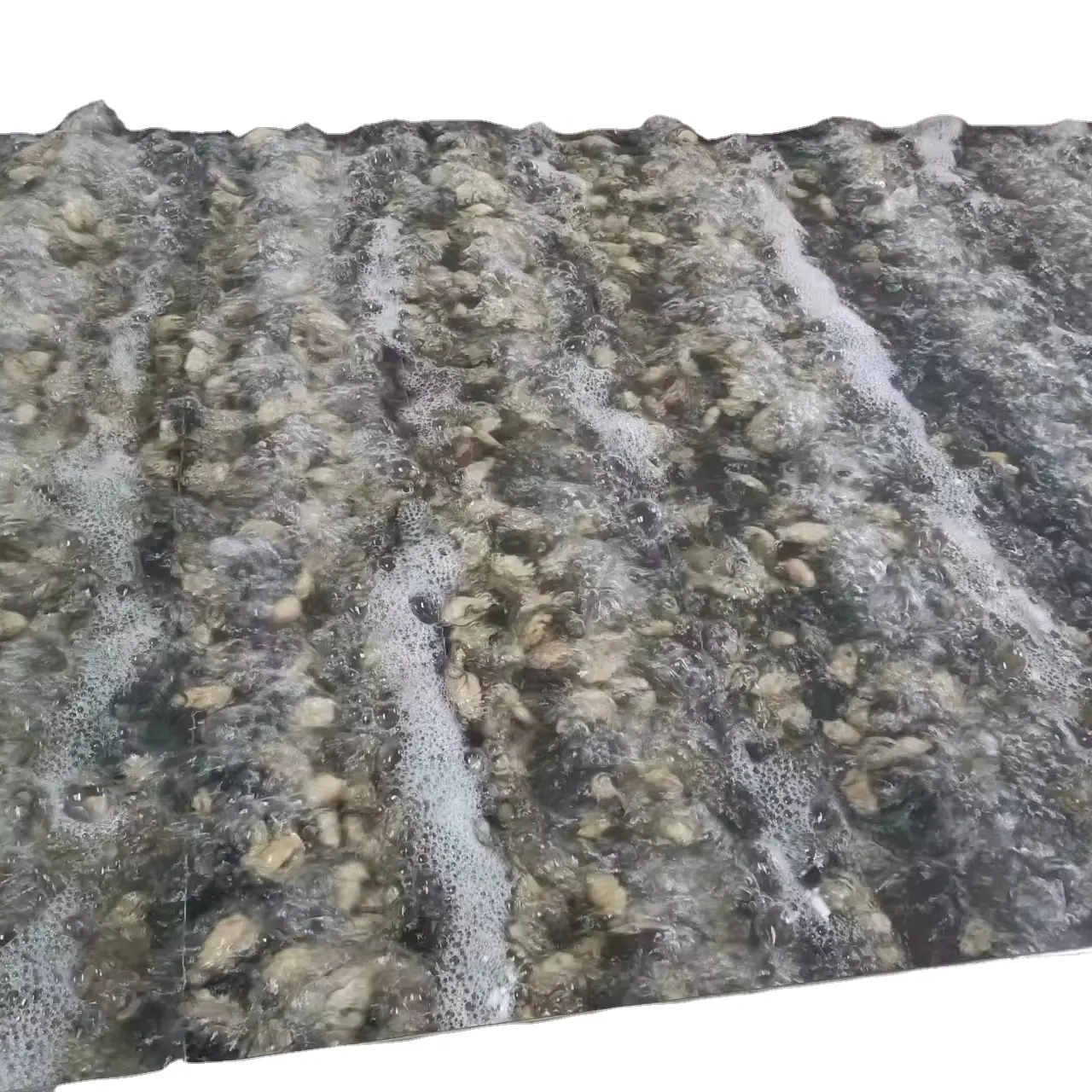 Frozen without Shell Oyster Wholesale Bulk Style Seafood Supplier IQF