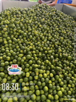 Citron vert sans pépins de qualité supérieure du Vietnam – Peau brillante, pulpe juteuse, approvisionnement fiable