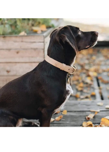 Luxury Anti-Lost PU Leather Dog <b>Collar</b> with Soft Padded Foldable Leads - Product Image 6