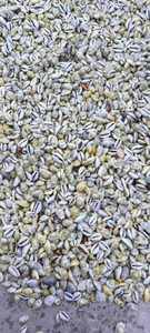 High Quality Cowrie Shell for Decoration and Craft Materials with Export Supply and Wholesale Orders - Product Image 5