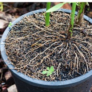 Booster de fertilité pour la nutrition des sols et des plantes - Product Image 6
