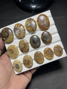 Fossile d'ammonite naturelle, coquille d'ammonite polie, spécimen de fossile, pierre de collection, fabricant et fournisseur en gros - Product Image 5