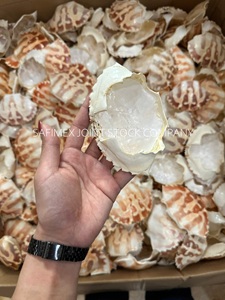 Coquille de crabe séchée naturelle pour garniture et décoration - Product Image 3