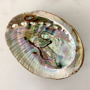 Paua <b>shells</b> seashell for aquarium tank decor <b>abalone</b> <b>shell</b> high quality natural raw seashells - Product Image 5