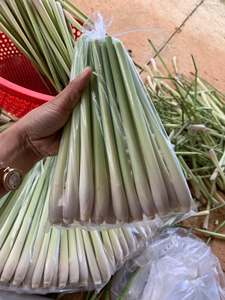 ตะไคร้สดสำหรับขายส่ง – คุณภาพส่งออกพรีเมียม พร้อมส่ง สมุนไพรธรรมชาติแท้สำหรับทำอาหารและชา (WA:+84 362512699) - Product Image 2