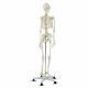 Modello di Scheletro a Grandezza Naturale per Lezioni di Scienze Mediche Scolastiche per Studi di Anatomia Umana - Product Image 3