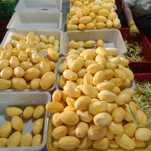 READY TO SHIP dried soft mango chewy slices for snacking and energy boosting made from carefully processed mango fruit - Product Image 4