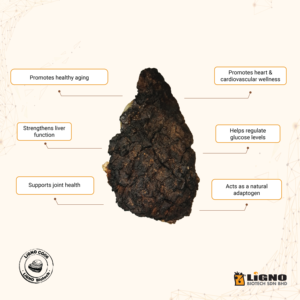 LiGNO CG06 ™   Poudre de champignon Chaga - Ingrédient de complément alimentaire pour animaux de compagnie, antioxydant et soutien immunitaire - OEM Malaisie - Product Image 5