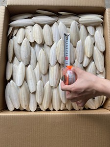 หอยลายกระดูกปลาหมึกอบแห้งผลิตจากเวียดนาม // Ms. Lima - Product Image 5