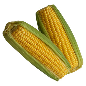 Maïs jaune de qualité supérieure, non OGM, pour la consommation humaine / Maïs jaune pour l'alimentation animale au Royaume-Uni - Product Image 5