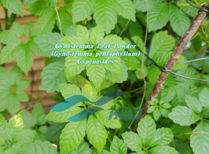 Suministro Directo de Fábrica HGO de Polvo de Hoja de Gynostemma Puro y Natural (Gynostemma pentaphyllum) Grado Alimenticio Gypenosides 98% - Product Image 3