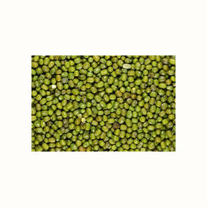 Fournisseur en gros de haricots de bambou verts, produit de première qualité pour les marchés alimentaires et de détail - Product Image 2