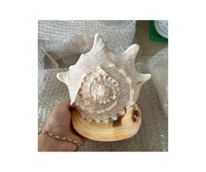 Conchas de concha de playa mixtas pulidas, caracol de conchas marinas para decoración del hogar, peces para rellenos de tanques, jarrón, acentos, obras maestras de arte costero DIY - Product Image 3