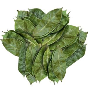 Feuilles de corossol vietnamien séchées au soleil de qualité supérieure, pur bio et aromatique, soigneusement sélectionnées pour une exportation saine - Product Image 1