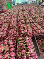 VIETNAM VERS DRAGONFRUIT SUNRISE INS Wereldwijde Exporteur Kartonnen Verpakking HACCP/BRC/ISO Gecertificeerd 6 Maanden Houdbaarheid (Mobiel/WA)