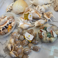 Coquille d'ormeau vietnamienne de haute qualité pour la fabrication artisanale industrielle et les pièces de décoration intérieure en gros 99 Gold Data Co