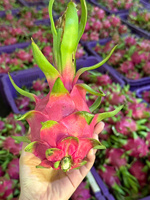 Verse Vietnamese Dragon Fruit (wit/rood vlees) zoet voor export groothandelsmarkt 30-45 dagen houdbaarheid TECHMIFOOD koude opslag
