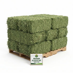 Heno de Alfalfa Seco, Forraje de Alta Proteína para Alimentación Animal, Caballos, Ganado, Ovejas, Cabras, Venta al Por Mayor, Suministro a Granel, Exportación - Product Image 1