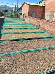 กาแฟโรบัสต้าออร์แกนิก ทรอปฟาร์ม R001 ขนาด 16 เวียดนาม คุณภาพเยี่ยม เมล็ดกาแฟดิบ กระบวนการล้างสะอาด เกรด EU 1 ขายส่ง - Product Image 4