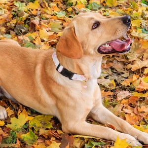 Collar de algodón sólido para perros, diseño de colgante de corazón y fresa, para perros pequeños, medianos y grandes, hecho a mano, lavable, accesorio para mascotas - Product Image 2