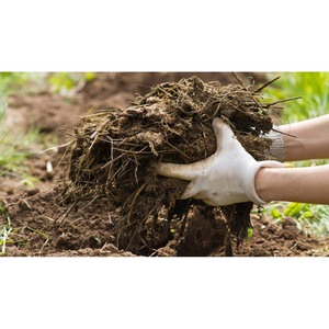 Línea de Producción de Fertilizante Orgánico a Base de Biomasa, Compost, Vainas de Cacao y Estiércol de Oveja y Cabra - Product Image 4