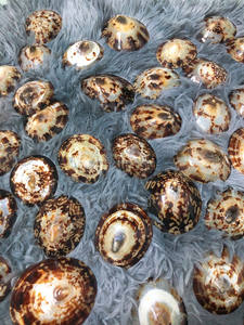 Concha de limpet ovalada pulida de Vietnam para decoración del hogar, accesorios decorativos, decoración de mesa con temática costera, hecha con material de concha auténtico - Product Image 5