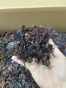 MUSGO DE MAR DORADO AL POR MAYOR/ MUSGO DE MAR MORADO - MUSGO DE MAR IRISH/ ALGA COTTONII (Sra. Lima) - Product Image 5