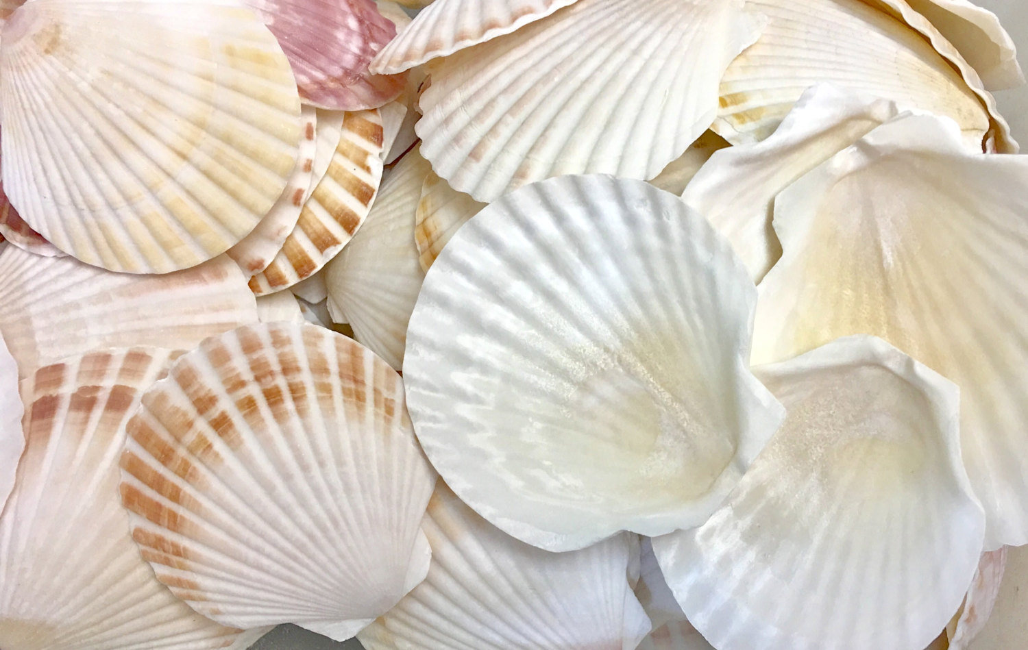 Coquille profonde irlandaise (Taille : 11 - 12 cm)