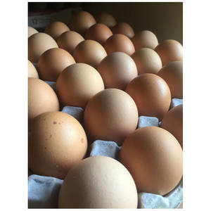 Venta directa de granja de huevos de gallina orgánicos marrones económicos / Huevos de pollo de engorde en venta / Proveedor de huevos de gallina de granja - Product Image 6