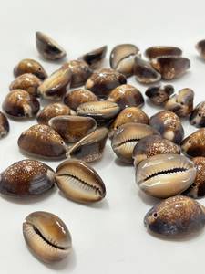 Coquillages de cauris bruns naturels bruts, imperméables, pour artisanat, bijoux et décoration, vente en gros, qualité OEM, export, approvisionnement en vrac mondial - Product Image 3