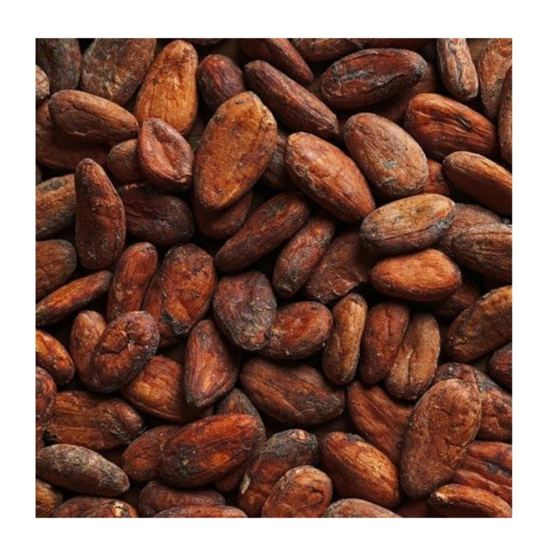 Forastero Cocoa Bean Products Premium Quality Green Dried Cacao Beans From North Sumatra Indonesia for Flavouring Foods Drinks