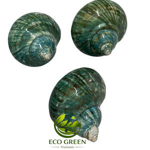 Natural Turbo <b>Shell</b> Replacement Seashells for <b>Hermit</b> <b>Crabs</b> Polished Iridescent <b>Shells</b> Aquarium Accessories and Coastal Decor - Product Image 1