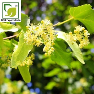 Aceite de Flor de Tilo 100% Puro y Natural, Directo de Fábrica, para Venta al Por Mayor y Exportación - Product Image 3