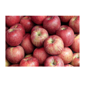 Manzanas Frescas de Alta Calidad, Dulces, Crujientes y Jugosas para Venta al por Mayor, Minoristas, Supermercados y Distribución de Servicios de Alimentos - Product Image 5