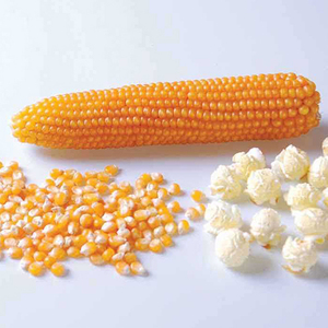 Maíz Amarillo Seco Puro y Orgánico / Maíz Amarillo Deshidratado |   Maíz blanco y maíz amarillo secos a granel disponibles - Product Image 1