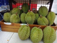 Premium Verse En Bevroren Durian Van Vietnam | Ri6 & Monthong Variëteit | Exportkwaliteit | Viet Delta | 1.5Kg